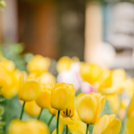 Frühling Polz Garten Hochgrassnitzberg Südsteiermark