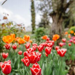 Frühling Polz Garten Hochgrassnitzberg Südsteiermark