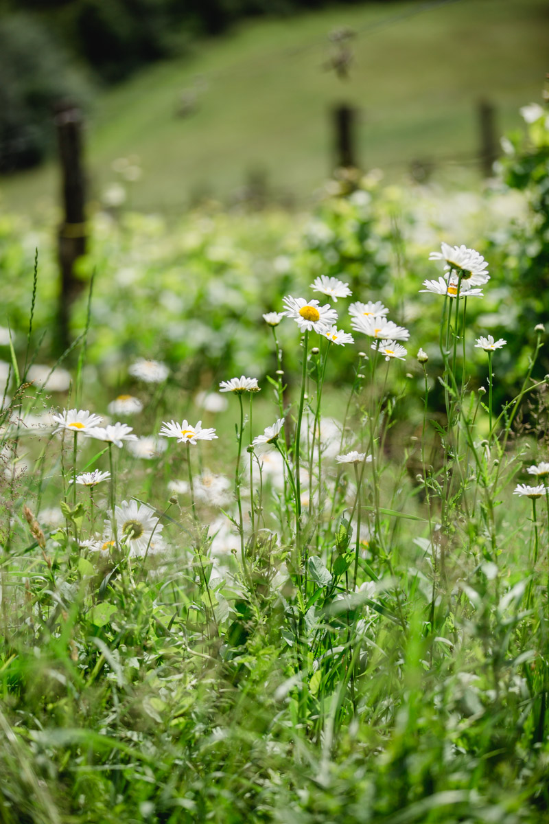 Polz Garten Hochgrassnitzberg by Renate Polz