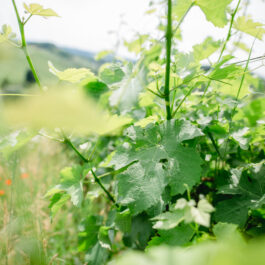 Polz Garten am Hochgrassnitzberg Südsteiermark