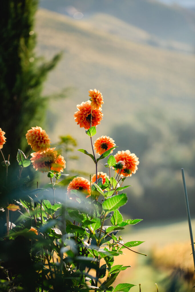 Polz Garten am Hochgrassnitzberg by @ Renate Polz