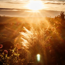 Polz Garten Trauung mit Hochzeitsfotografie