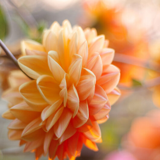 Polz Garten Trauung mit Hochzeitsfotografie
