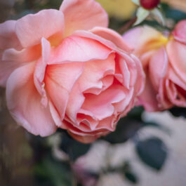 Polz Garten Trauung mit Hochzeitsfotografie