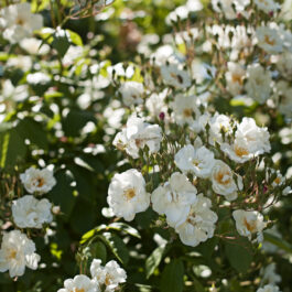 Polz Garten Südsteiermark