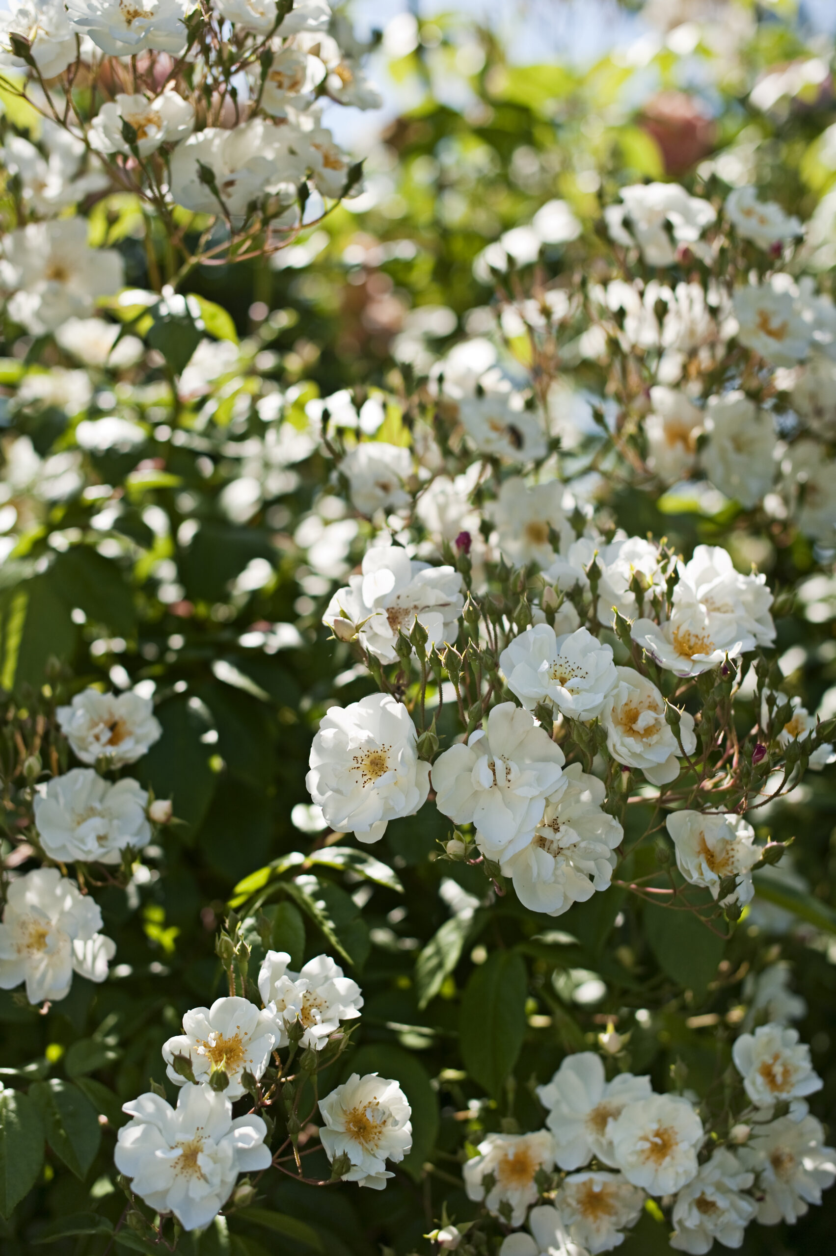 Polz Garten Südsteiermark
Rosengarten Polz Hochzeiten Südsteiermark