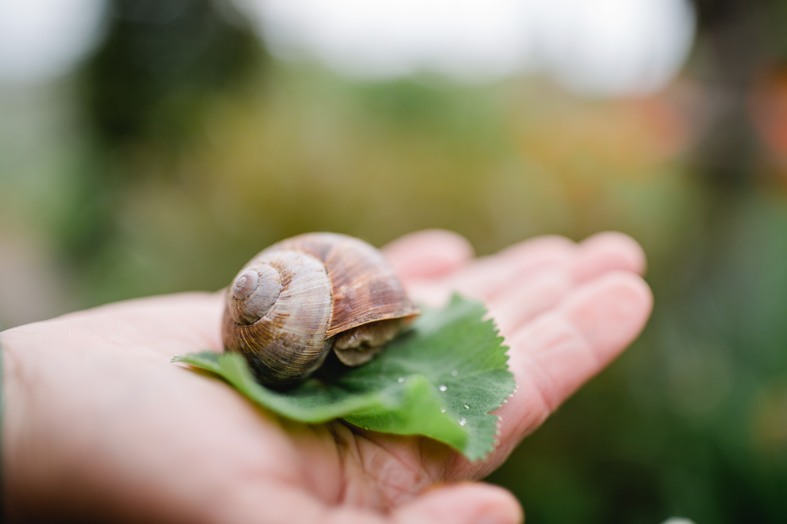 Südsteiermark Garten Polz Renate Polz Hochgrassnitzberg/southstyria
