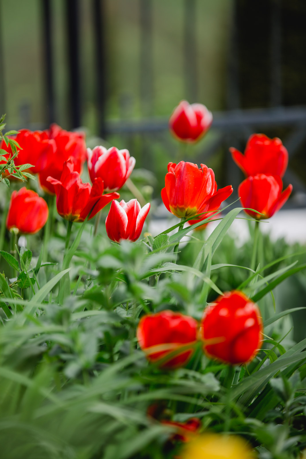 Südsteiermark Garten Polz Renate Polz Hochgrassnitzberg/southstyria