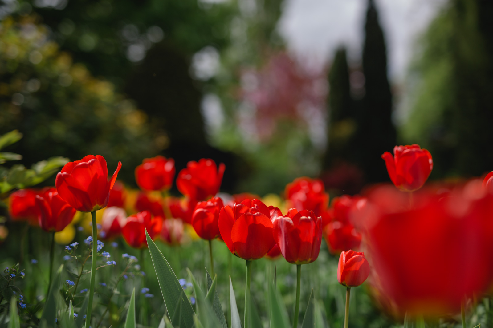 Südsteiermark Garten Polz Renate Polz Hochgrassnitzberg/southstyria
