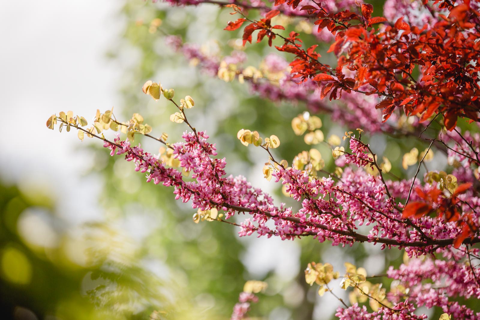Südsteiermark Garten Polz Renate Polz Hochgrassnitzberg/southstyria