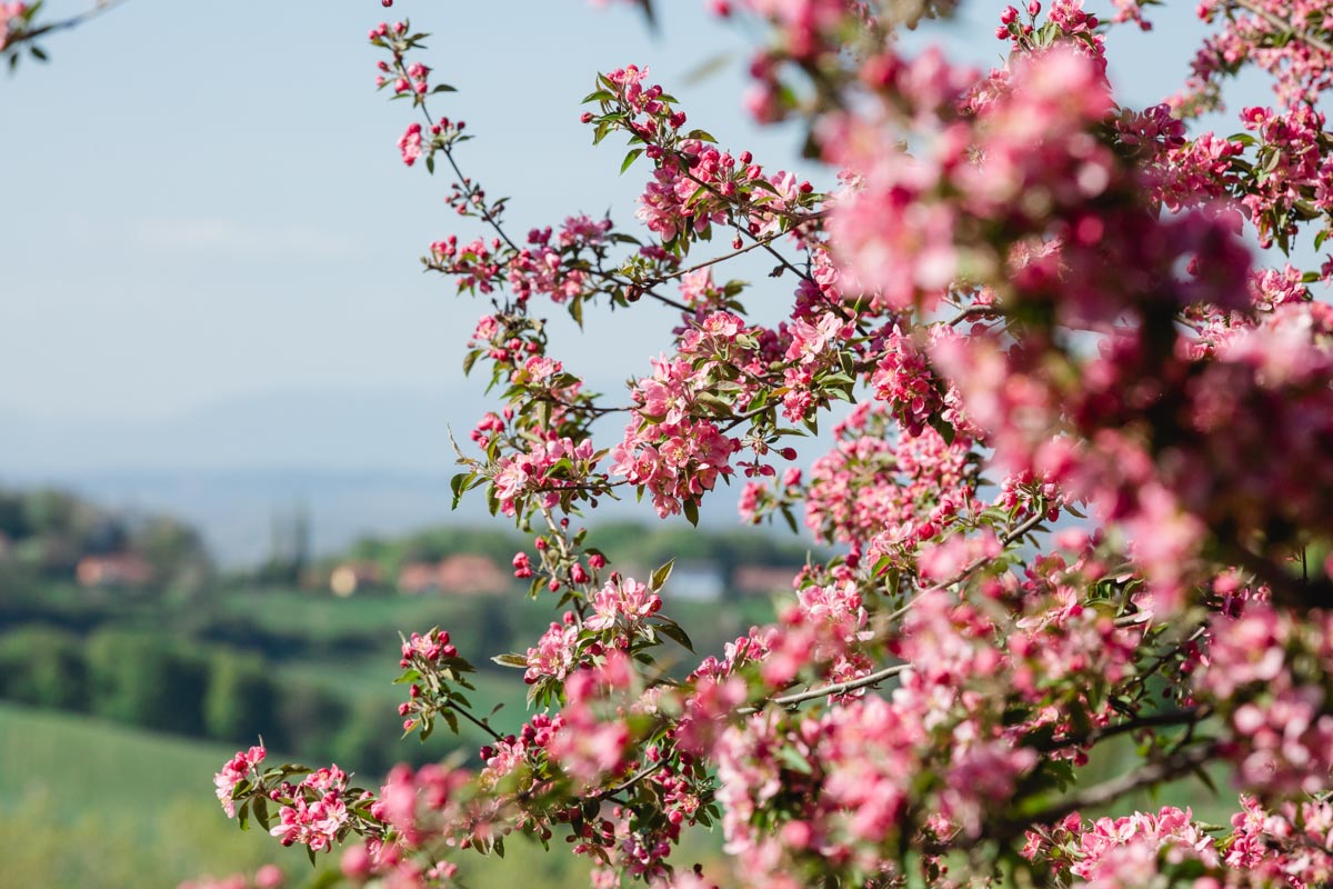 Garten Polz Hochgrassnitzberg Südsteiermark