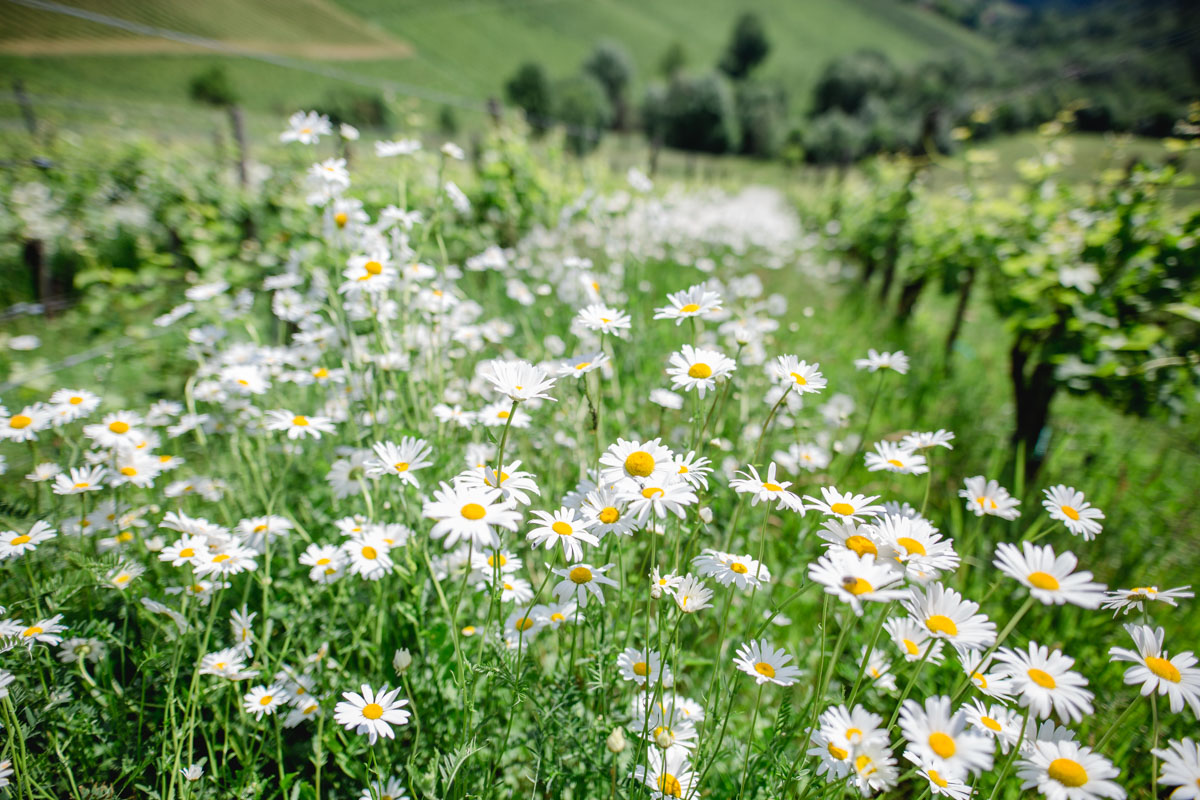 Garten Polz am Hochgrassnitzberg by Renate Polz Südsteiermark Garten