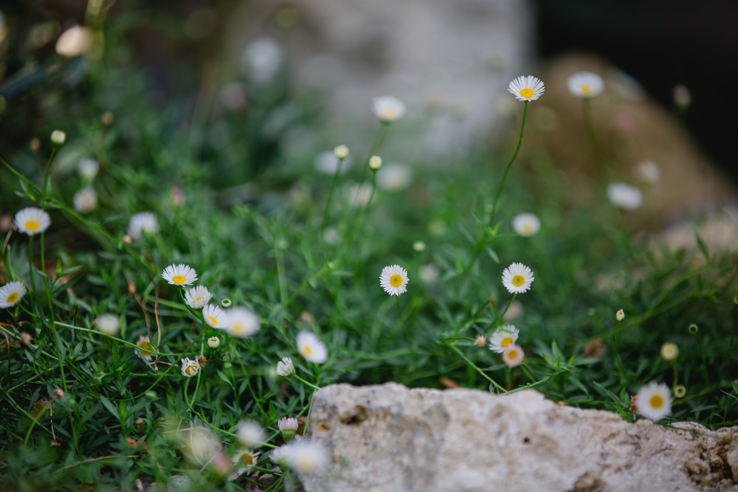 Polz Garden Style by Renate Polz
