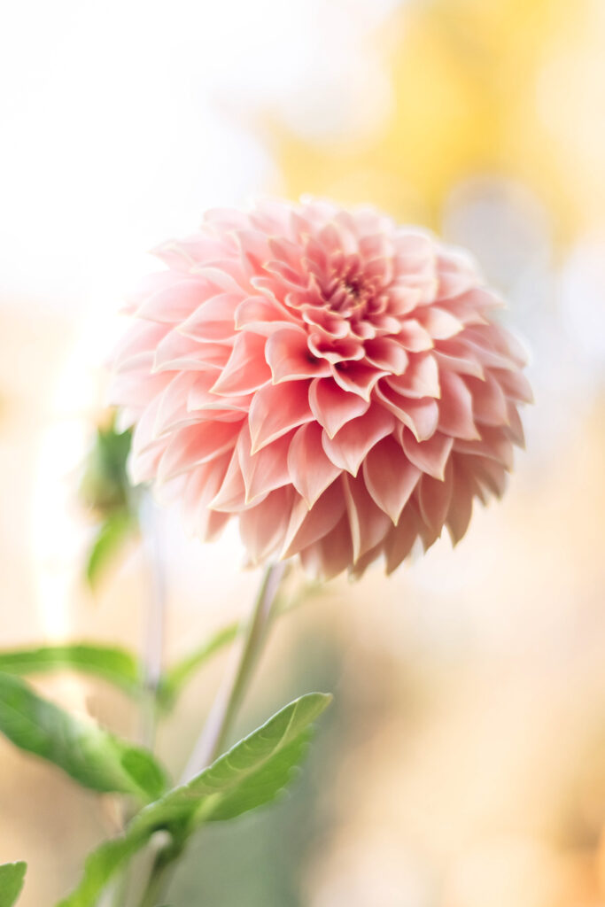 Polz Garden Style by Renate Polz